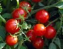 Tomatoes ripening on the Vine