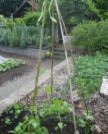 A Frame ready for growing Runner Beans