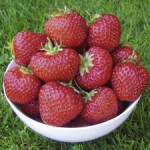 A Bowl of nice Ripe Strawberries Growing Stawberries - A Bowl of nice Ripe Strawberries