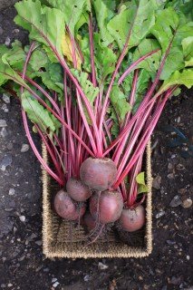 Growing Beetroot - A bunch of newly harvested Beetroot