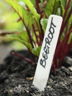 A Row of young beetrrot seedlings Growing Beetroot - A row of young Beetroot seedlings