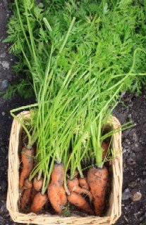 Growing Carrots - A bunch of freshly harvested carrots