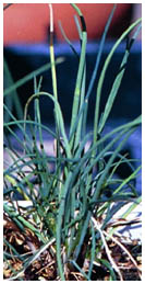 Picture of Chives