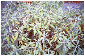 Garden Sage