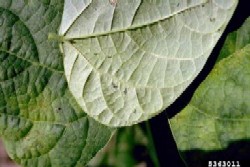 Close-up view of under and upper sides of bean leaves, showing halo blight symptoms