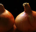A couple of nice ripe Onions