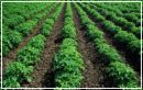 Rows of Healthy Potato Plants