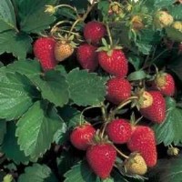 Strawberries Growing Strawberries - Nic healthy strawbery plant with ripening fruit