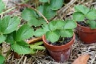 Strawberries with runners Propagating Strawberries In pots